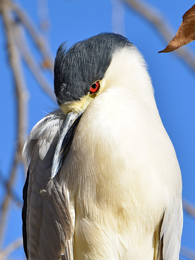 BlackHeron7.jpg
