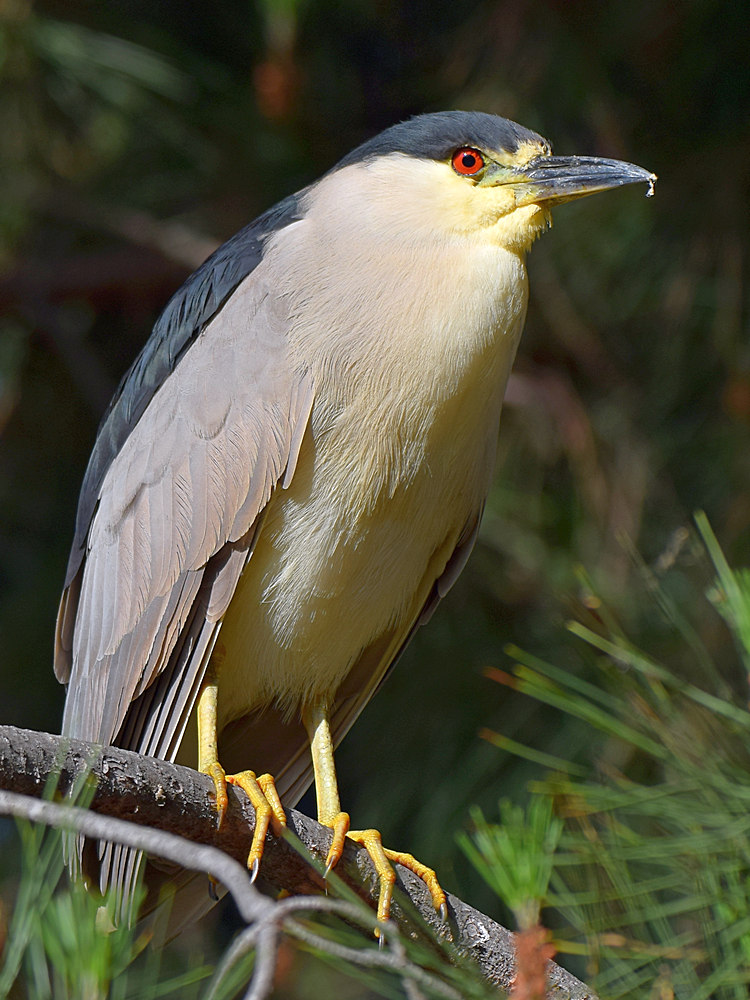 BlackHeron7.jpg