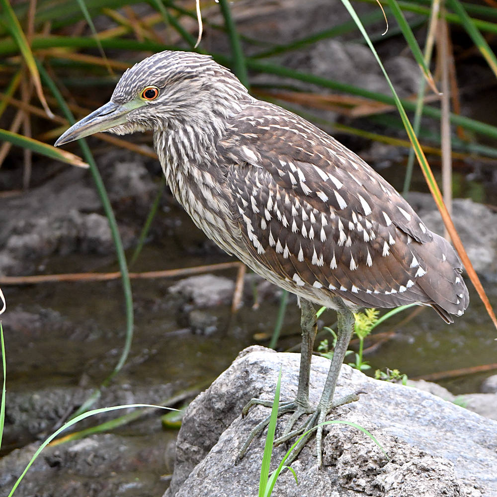 BlackHeron7.jpg