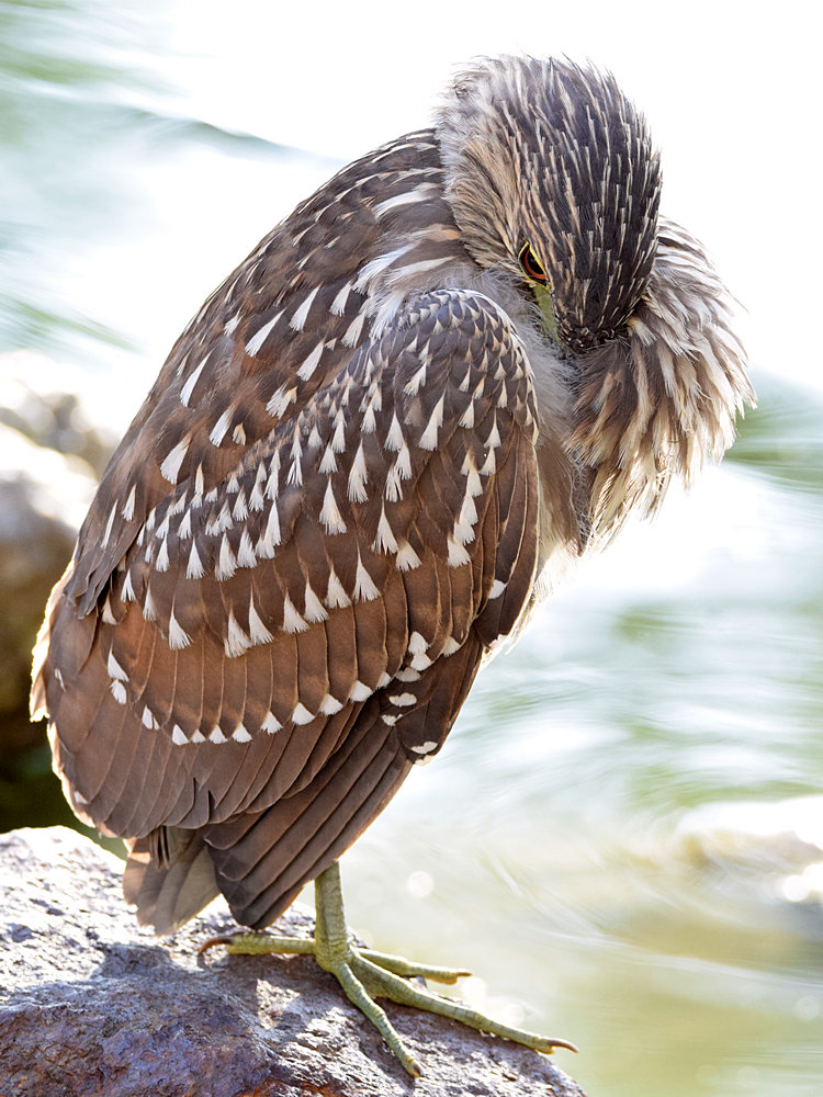 BlackHeron7.jpg