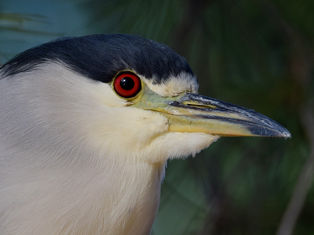 BlackHeron7.jpg