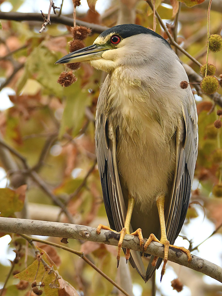 BlackHeron7.jpg