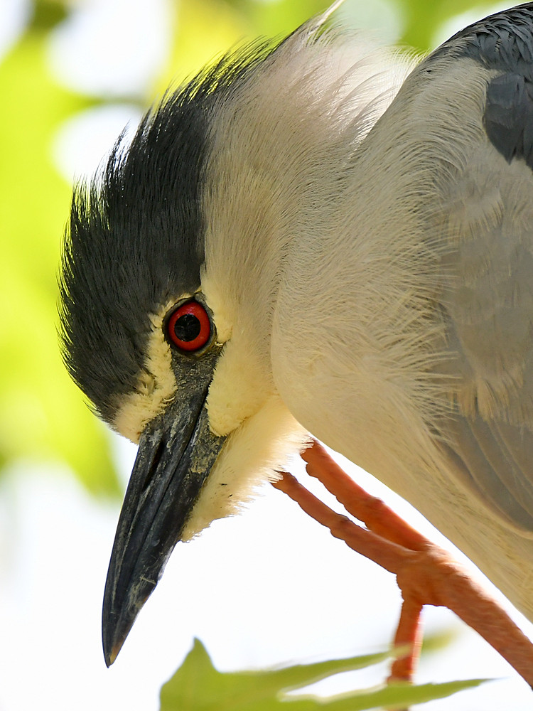 BlackHeron7.jpg