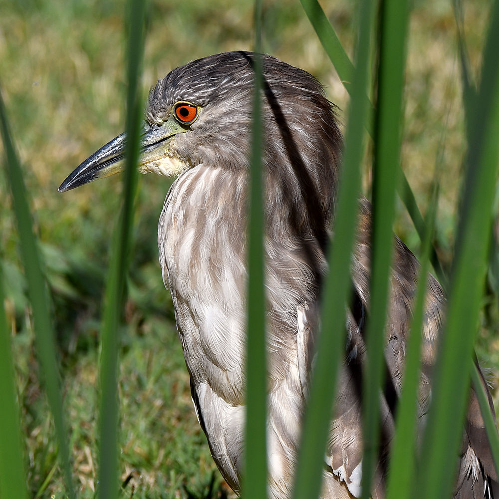 BlackHeron7.jpg