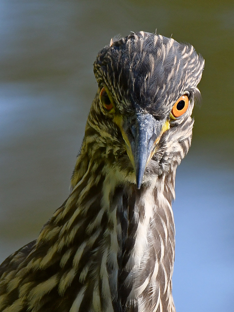 BlackHeron7.jpg