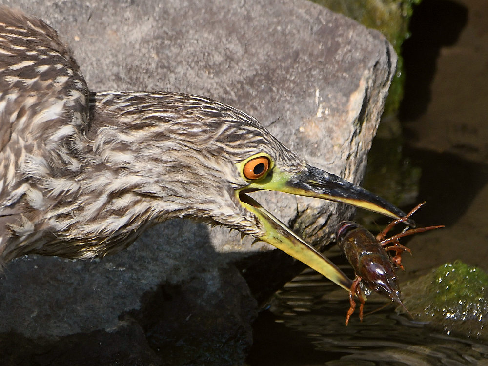 BlackHeron7.jpg