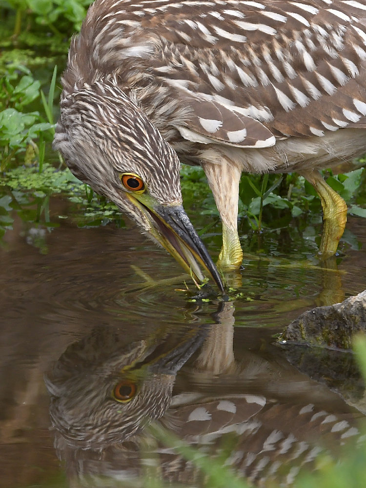 BlackHeron7.jpg