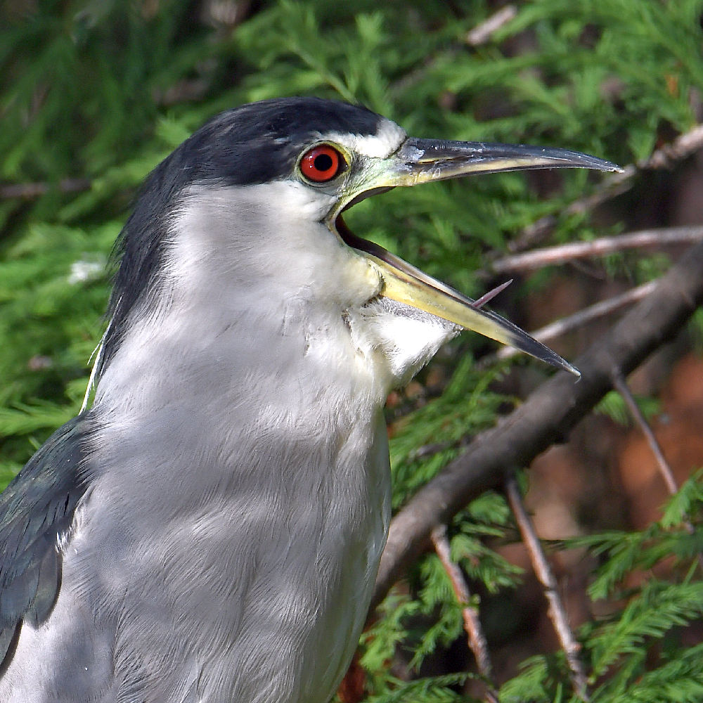 BlackHeron7.jpg