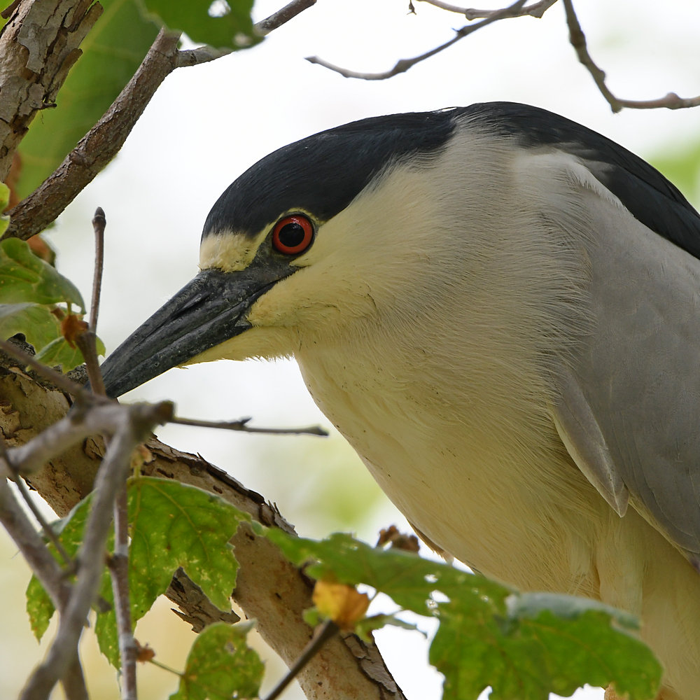 BlackHeron7.jpg