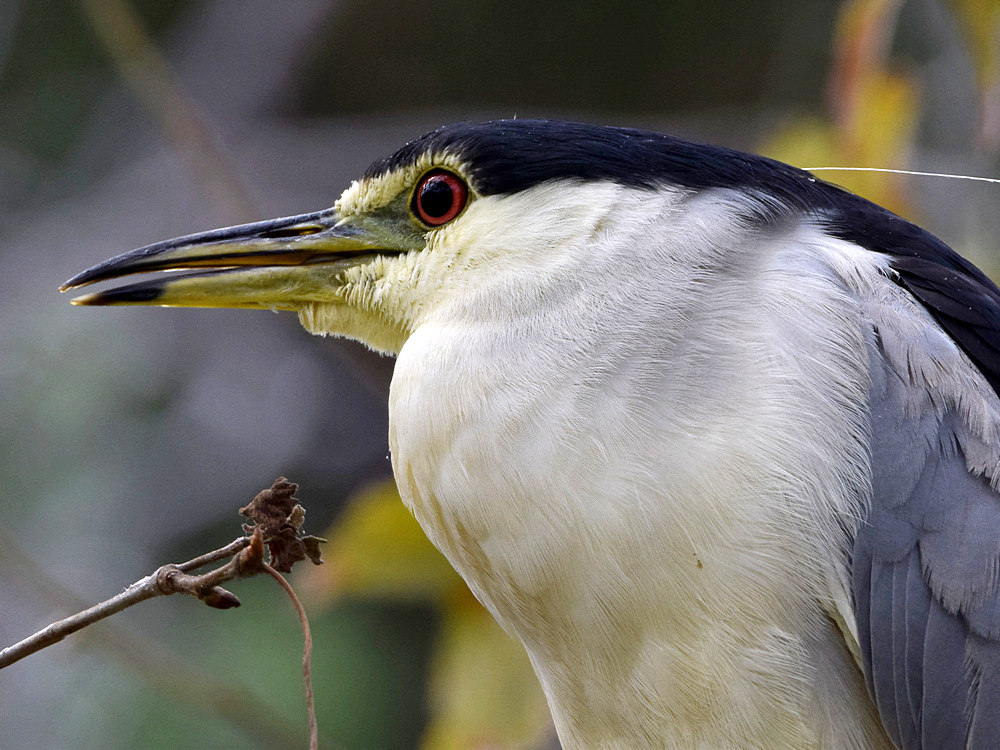 BlackHeron7.jpg