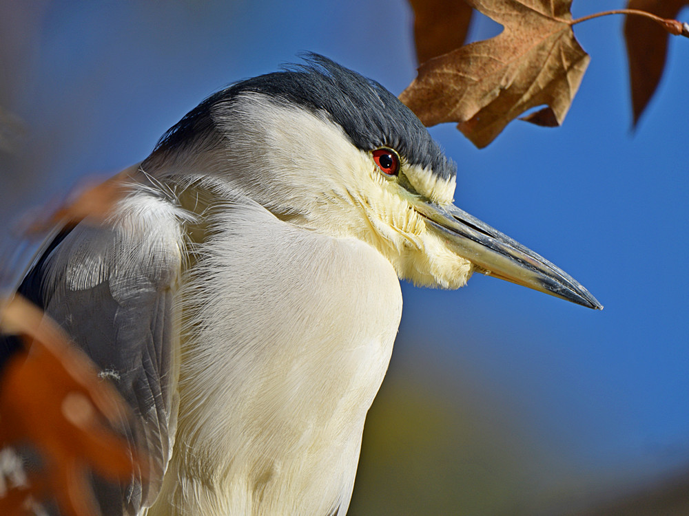 BlackHeron8.jpg