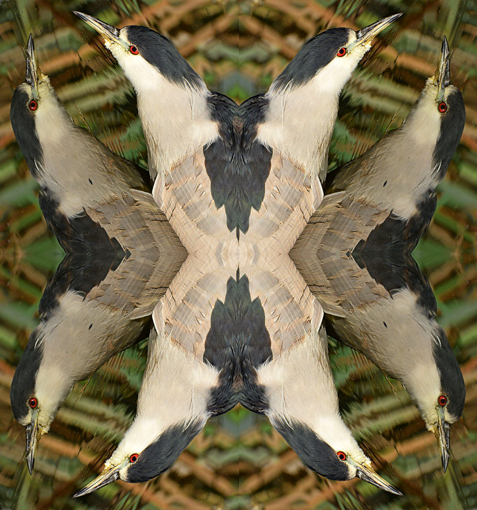BlackHeron8.jpg
