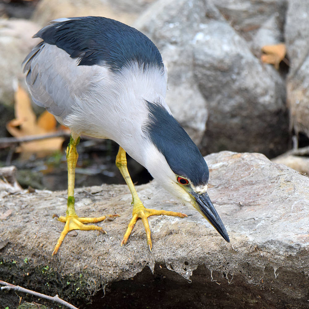 BlackHeron8.jpg