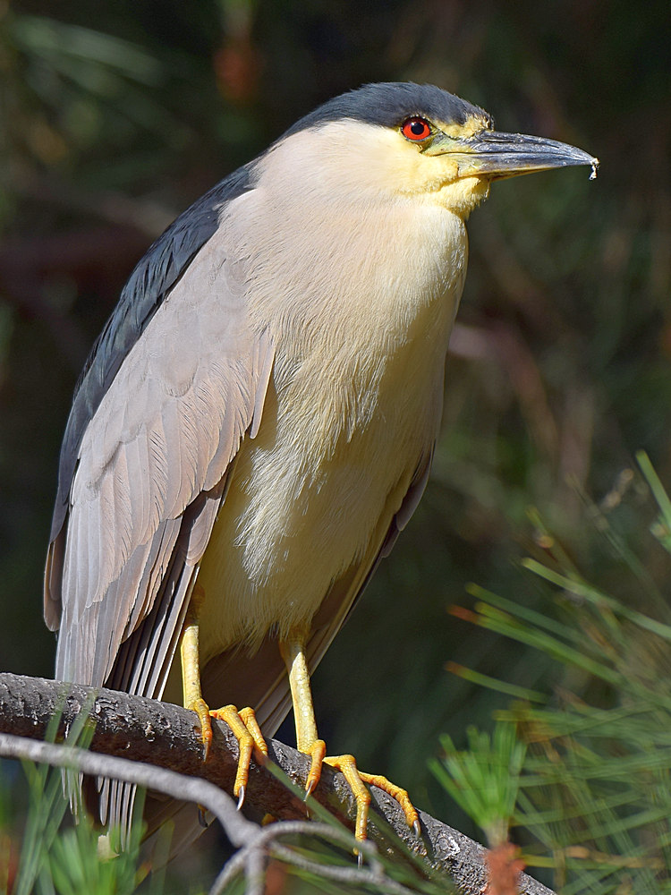 BlackHeron8.jpg