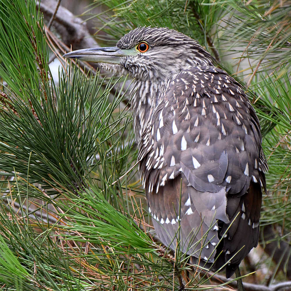 BlackHeron8.jpg