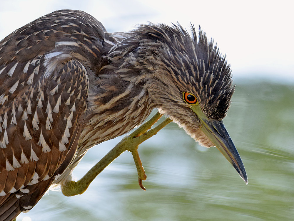 BlackHeron8.jpg