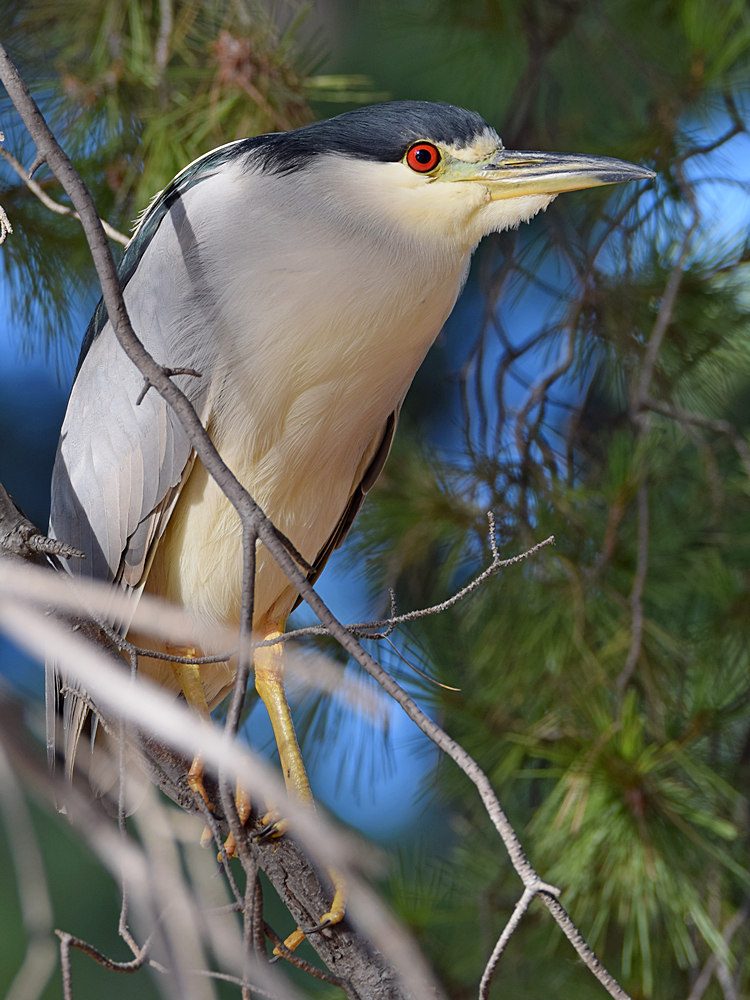 BlackHeron8.jpg