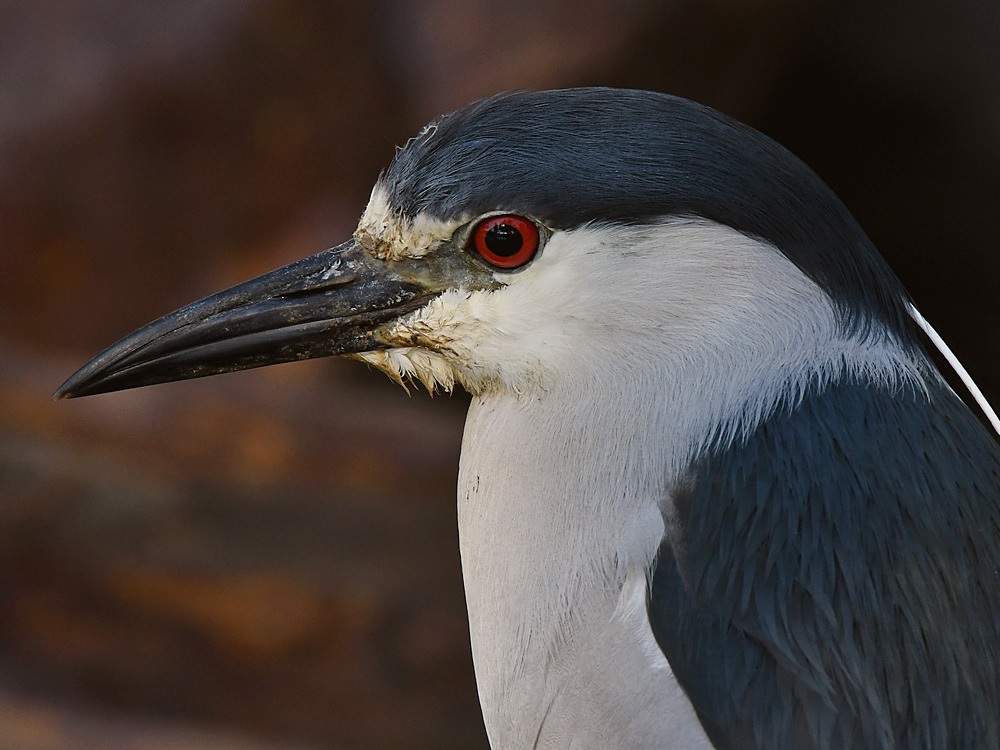 BlackHeron8.jpg