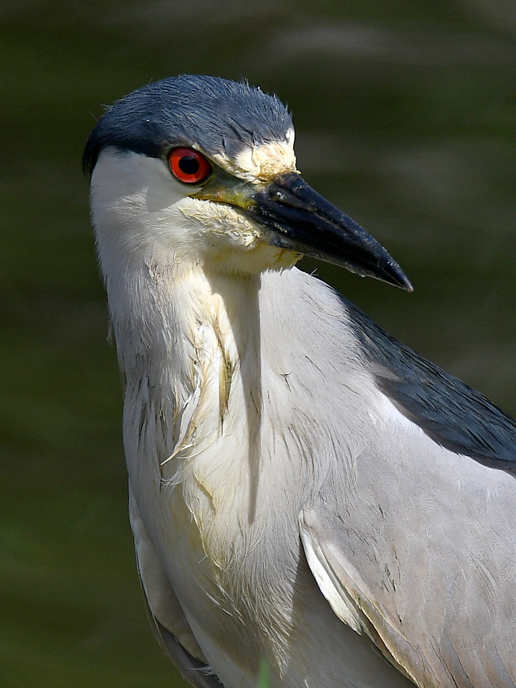 BlackHeron8.jpg