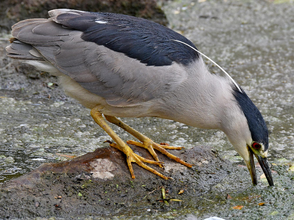BlackHeron8.jpg
