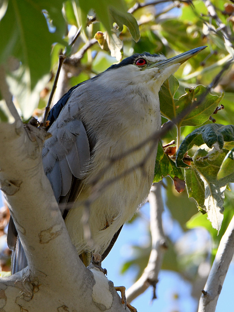 BlackHeron8.jpg