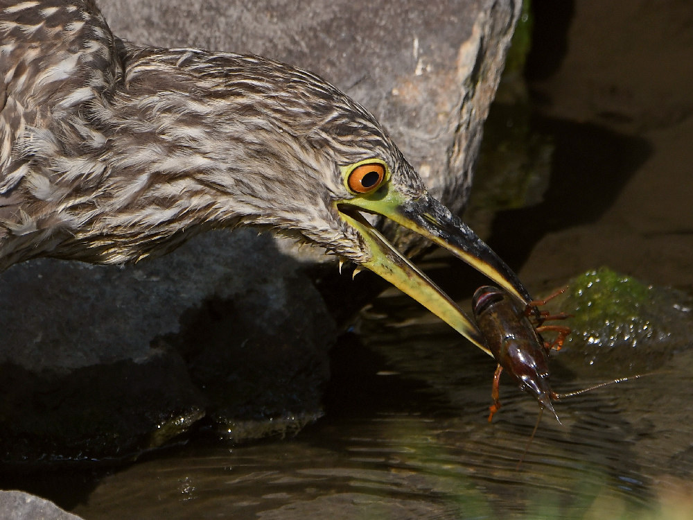 BlackHeron8.jpg