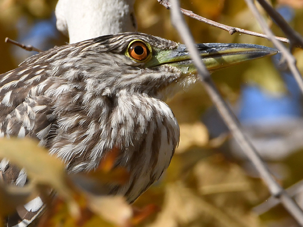 BlackHeron8.jpg