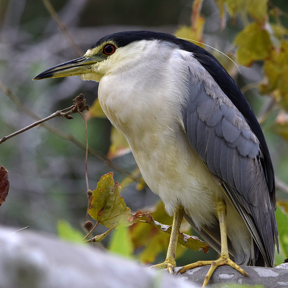 BlackHeron8.jpg