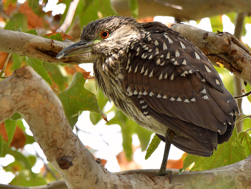 BlackHeron9.jpg