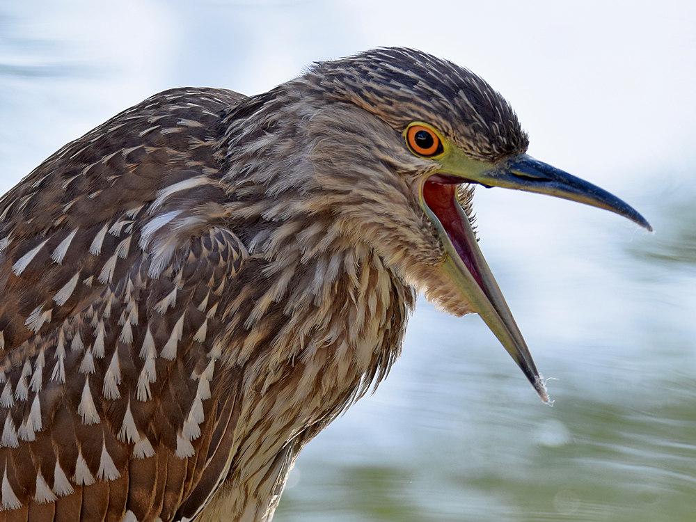 BlackHeron9.jpg