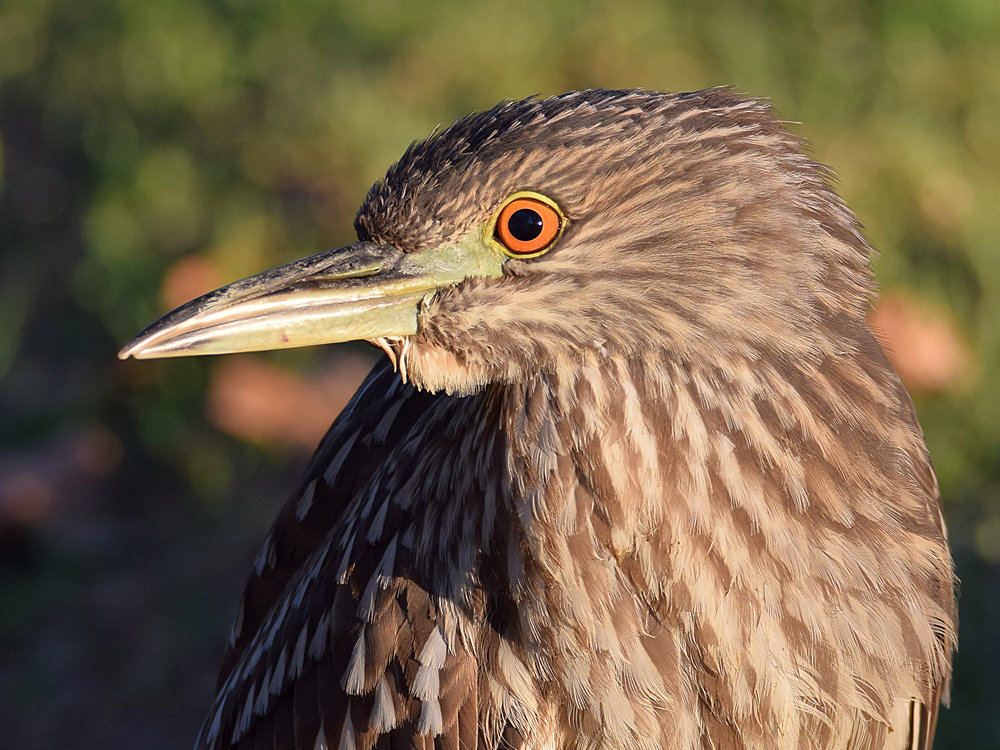 BlackHeron9.jpg