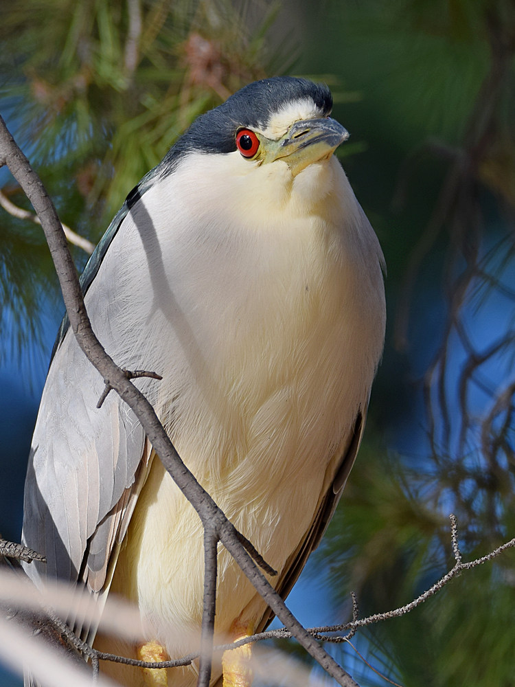 BlackHeron9.jpg