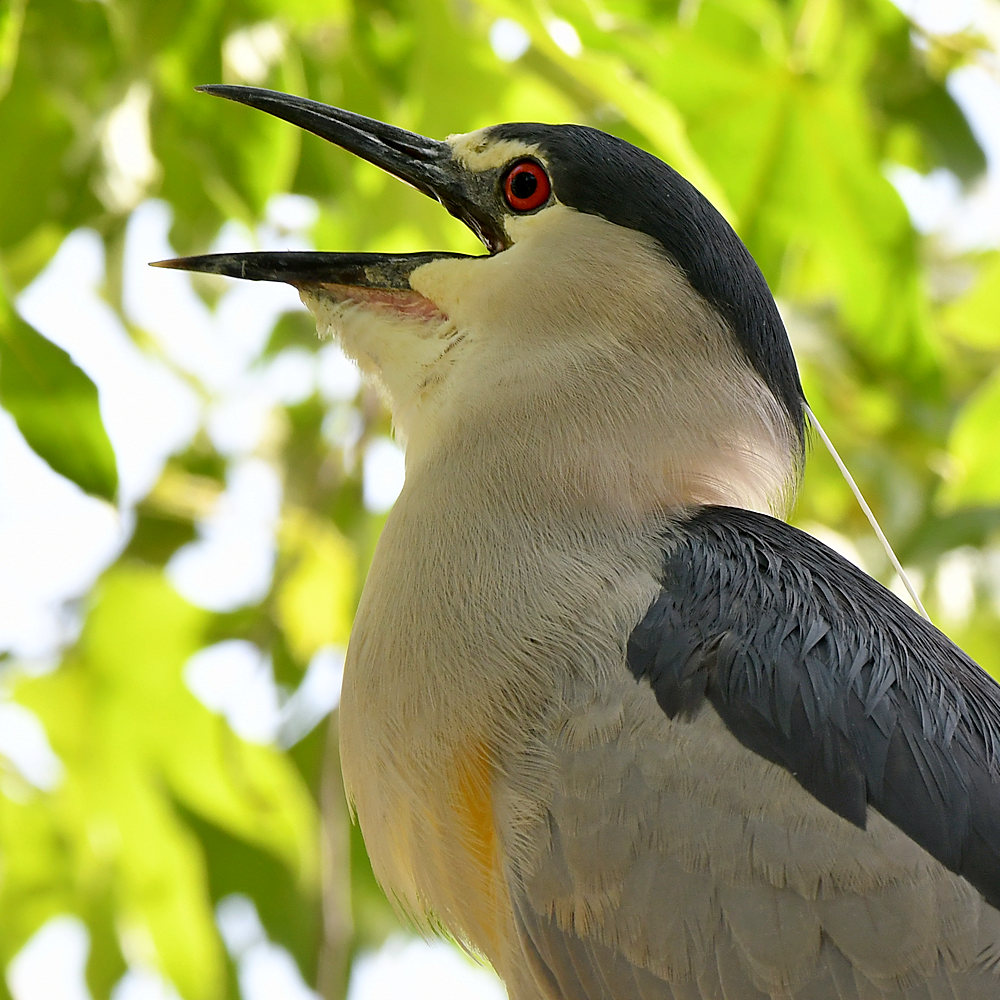 BlackHeron9.jpg