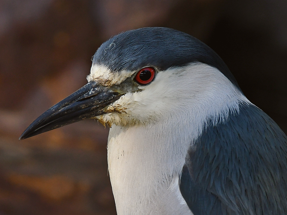BlackHeron9.jpg