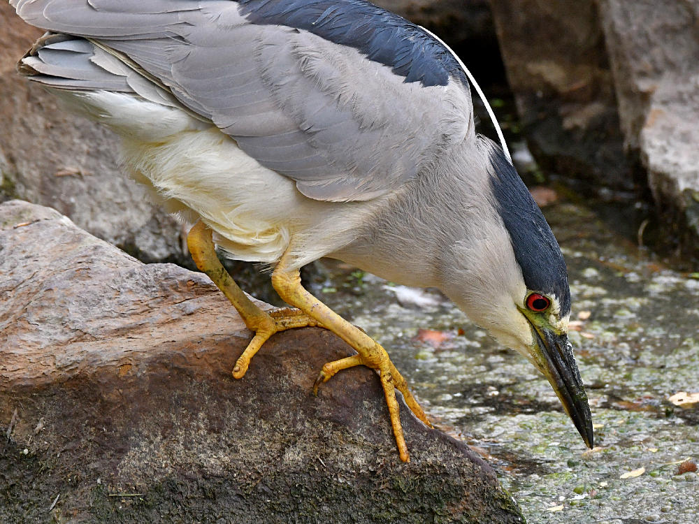 BlackHeron9.jpg