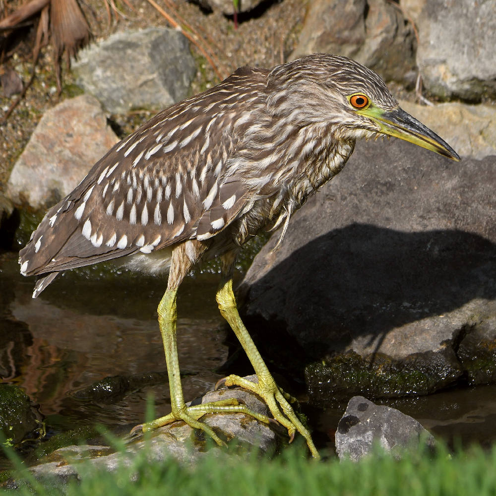 BlackHeron9.jpg