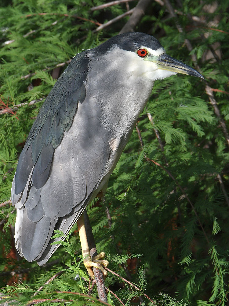 BlackHeron9.jpg