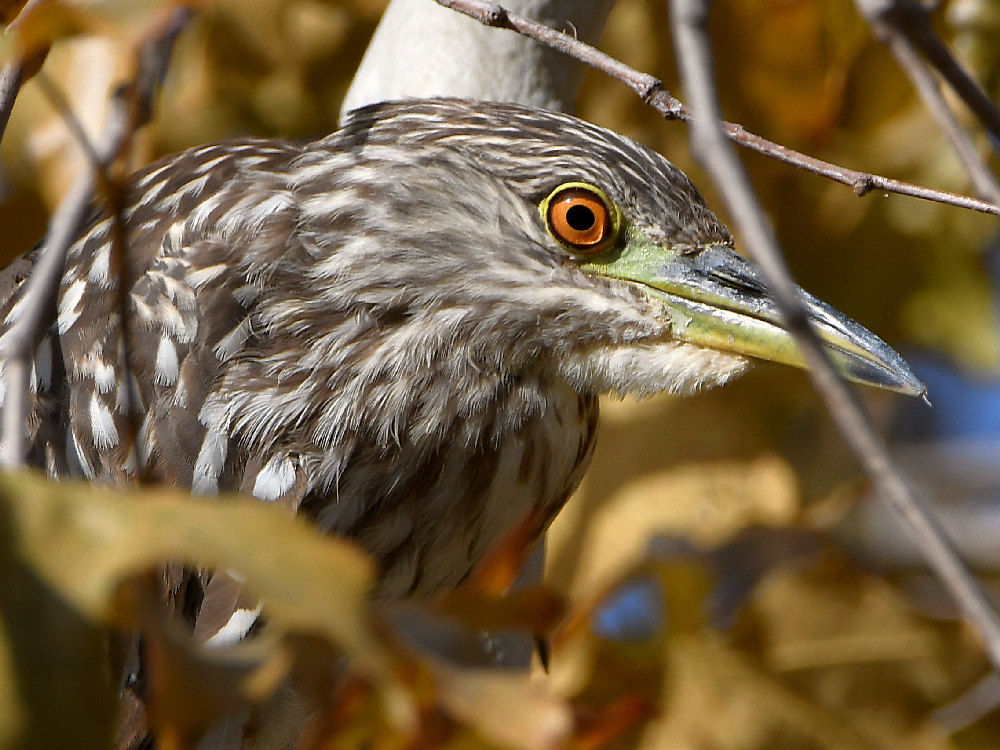 BlackHeron9.jpg