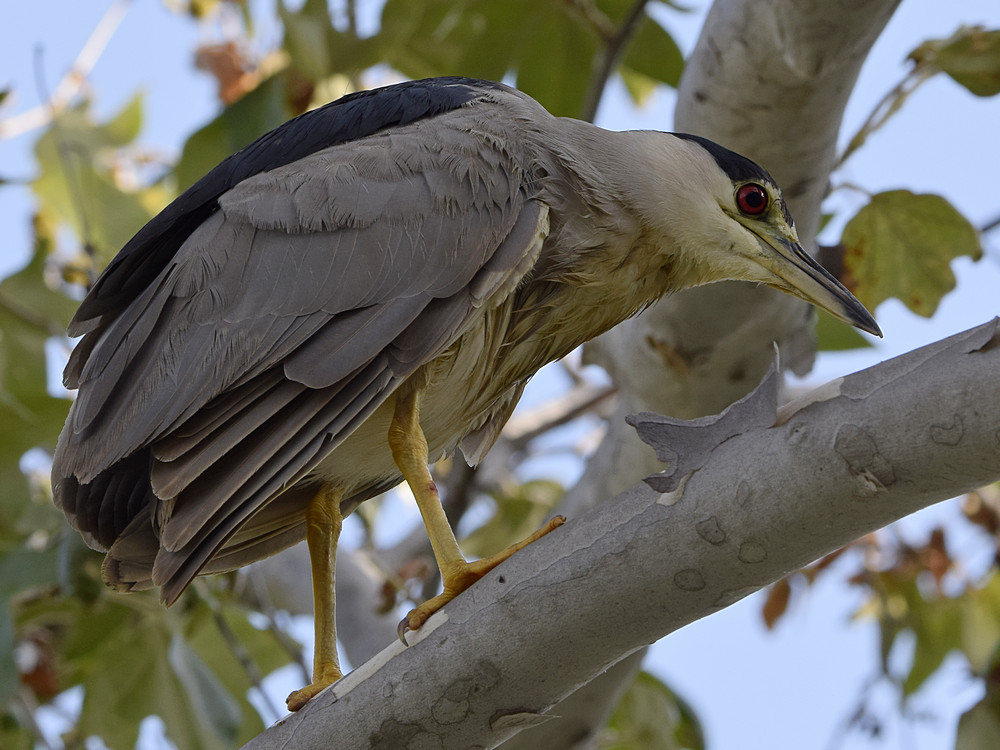 BlackHeron9.jpg