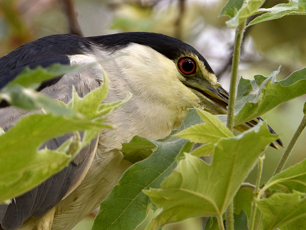 BlackHeron9.jpg