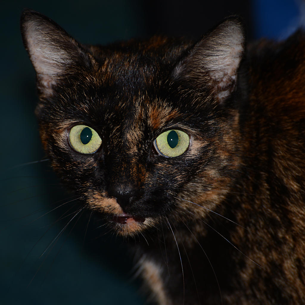 Blackie 2 resize.jpg