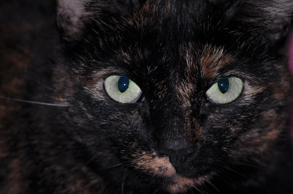 Blackie resize.jpg
