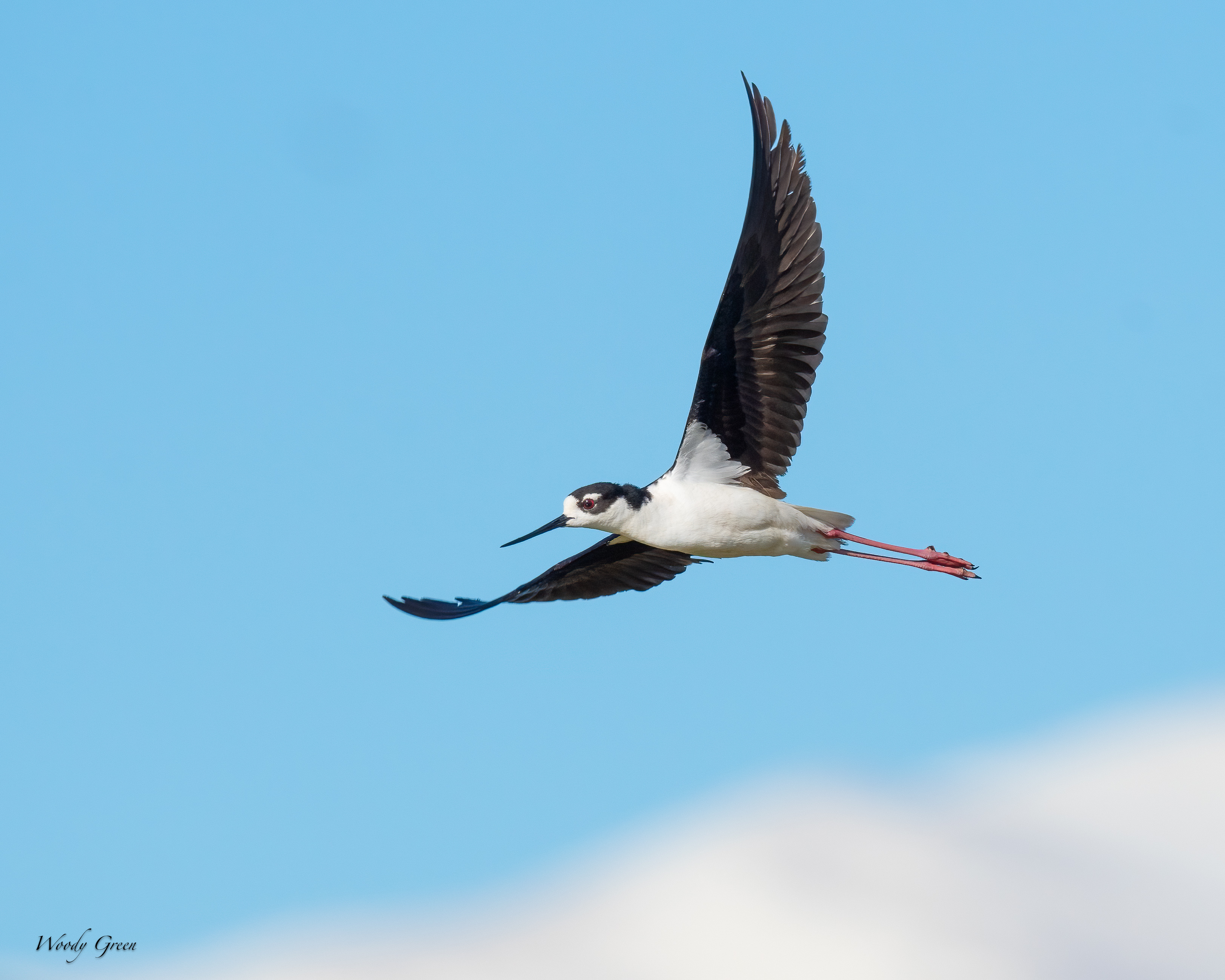 BlackNeckedStilt-36.jpg