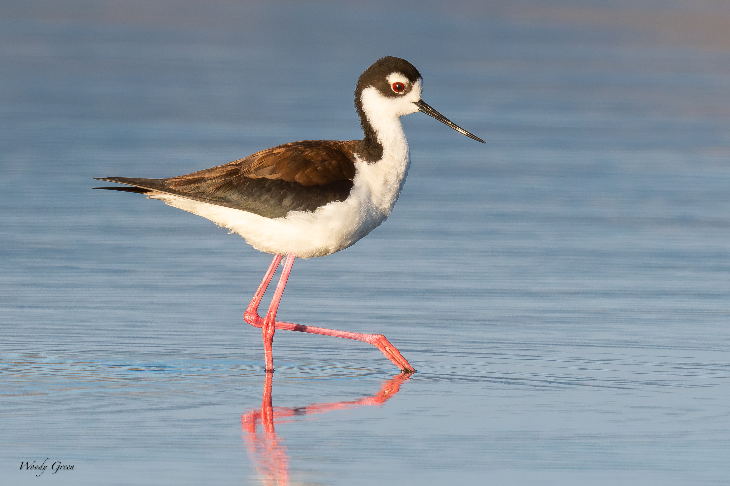 BlackNeckedStilt-621.jpg