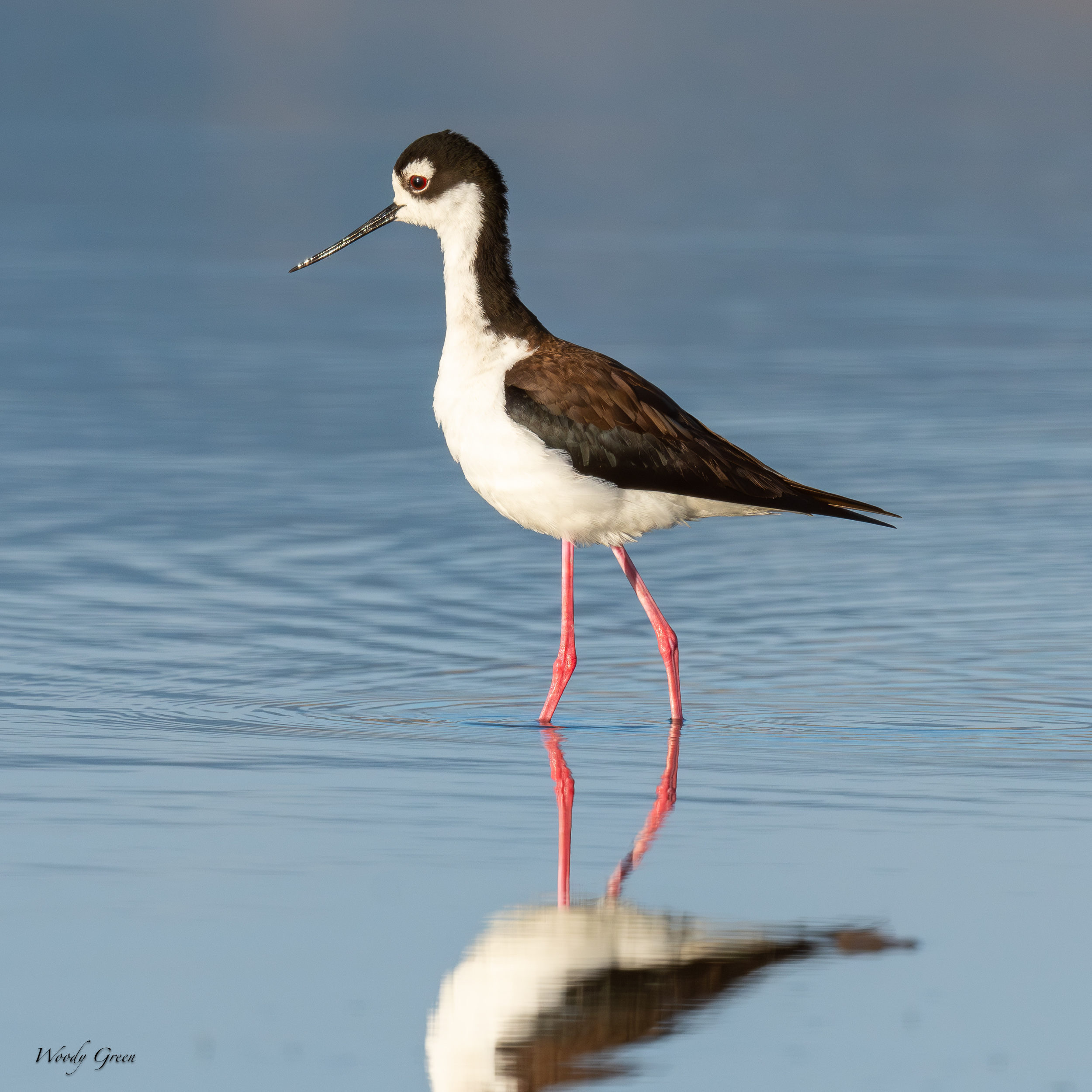 BlackNeckedStilt-623.jpg