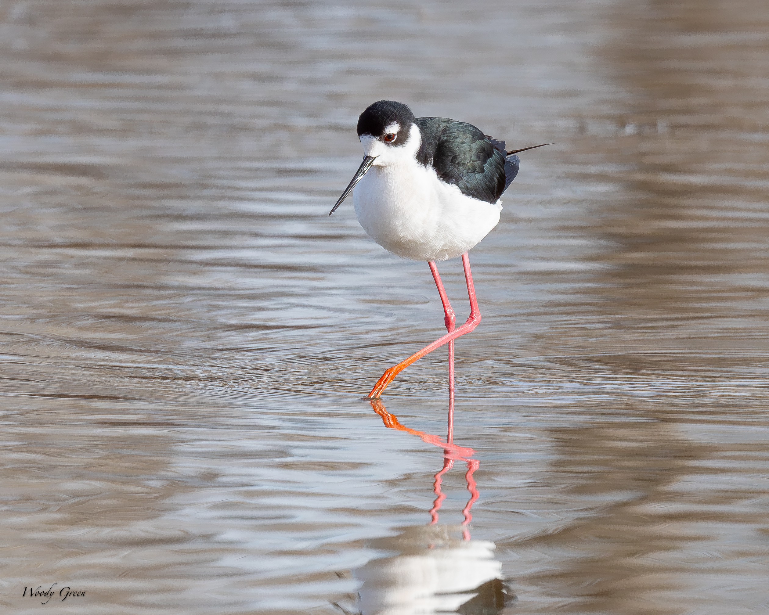 BlackNeckStilt-75.jpg