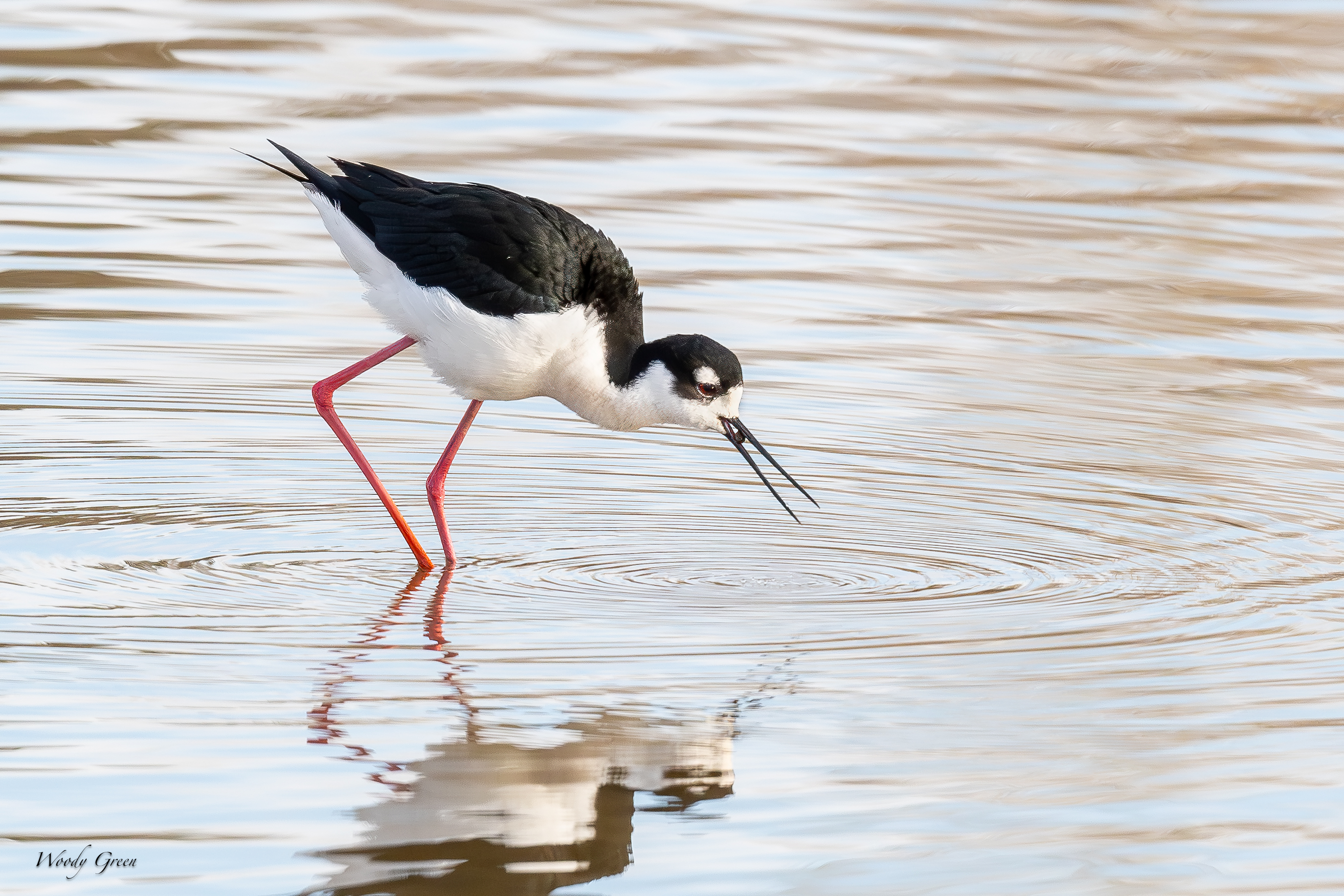 BlackNeckStilt-76.jpg