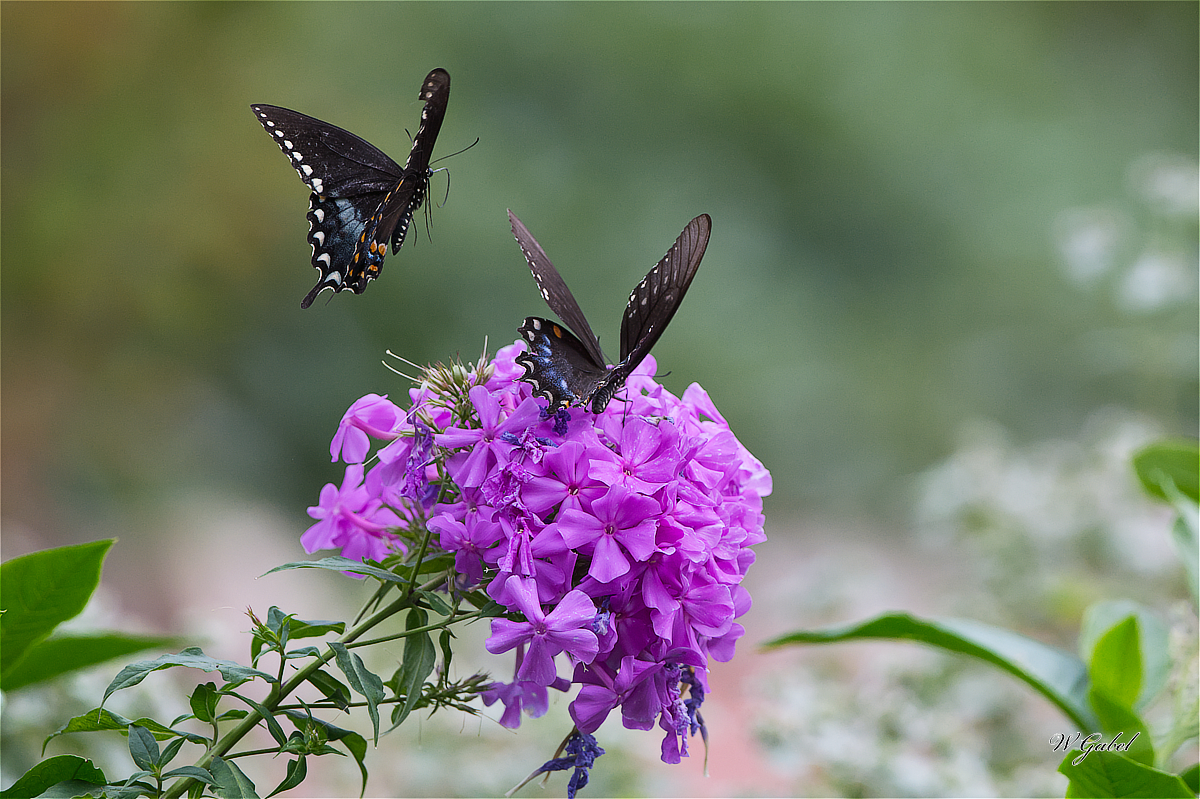 BlackSwallowTail1533 sm.jpg