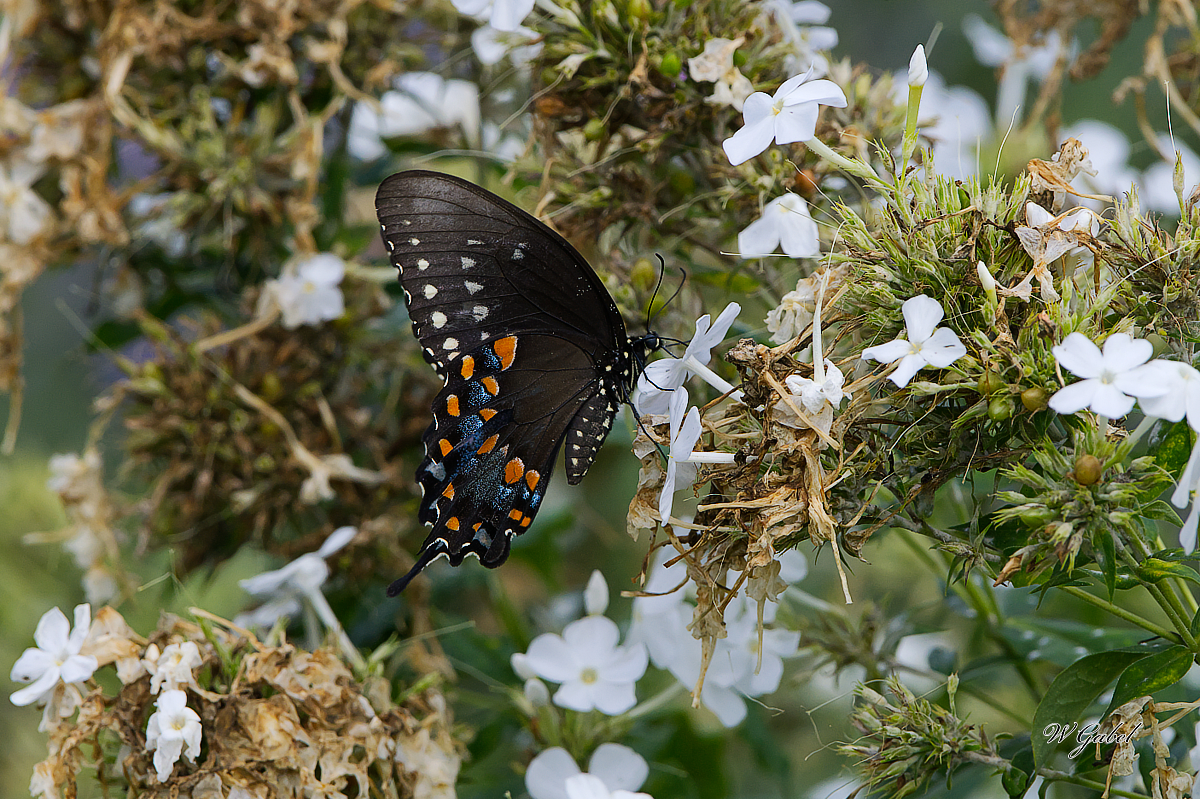 BlackSwallowtail1654 sm.jpg