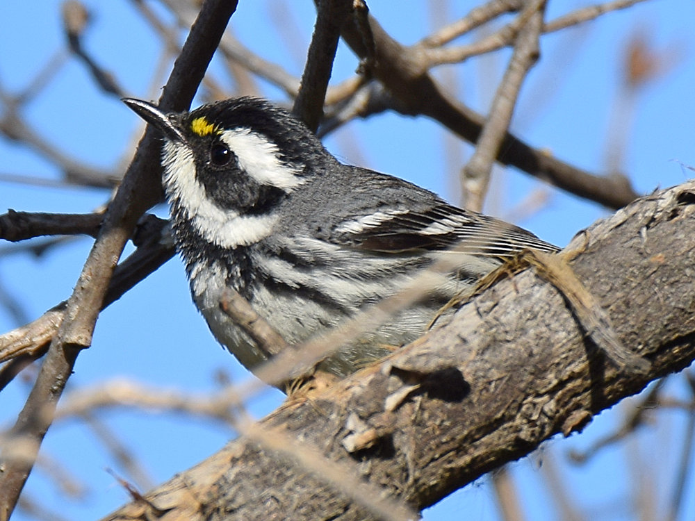 BlackThroat.jpg